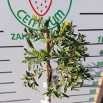 Tyčinkovec (Callistemon pallidus) ´BIANCO´ výška: 100-130 cm, kont. C7L - NA KMIENKU, biely